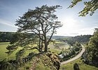 Frau sitzt unter großem Baum auf Felsen mit Blick auf Fluss, Straße und grüne Landschaft bei Sonnenschein.